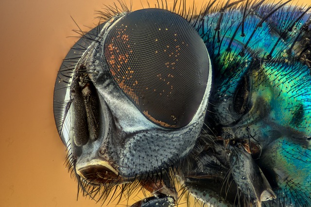 insect-640x480-41171982.jpeg