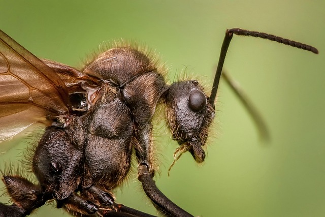 insect-640x480-413588.jpeg