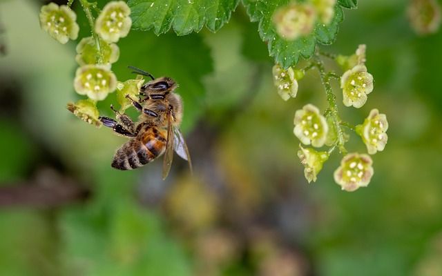 insect-640x480-42999598.jpeg