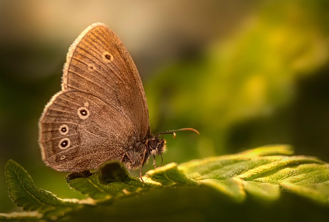 Proactive Pest Control: Essential Exterior & Perimeter Inspection Services