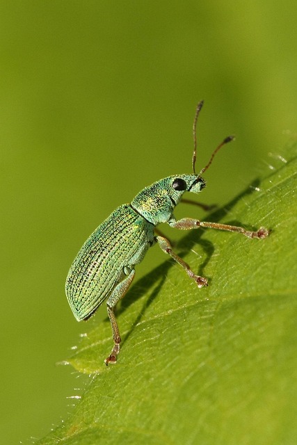 insect-640x480-56044717.jpeg