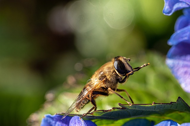 insect-640x480-62390212.jpeg