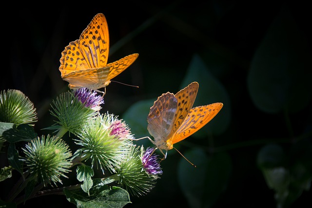insect-640x480-63903190.jpeg