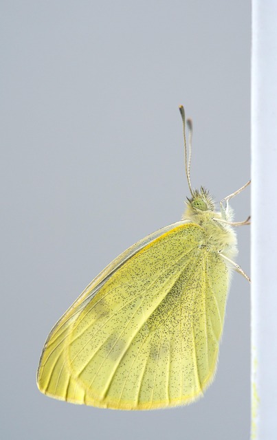 Swift Psocid Pest Control: Addressing Urgent Infestations Effectively