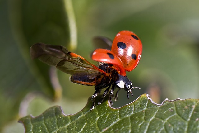 insect-640x480-74366542.jpeg