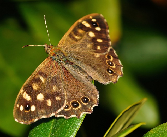 insect-640x480-79886587.jpeg