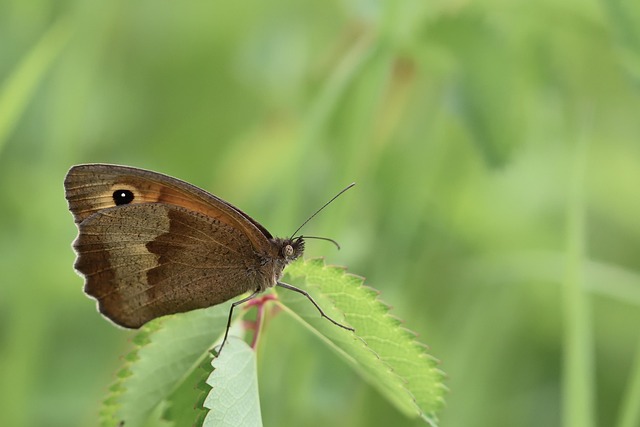 insect-640x480-82136116.jpeg