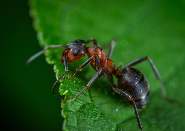 insect-640x480-85179295.jpeg