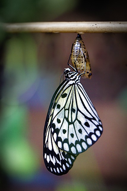 insect-640x480-88207797.jpeg