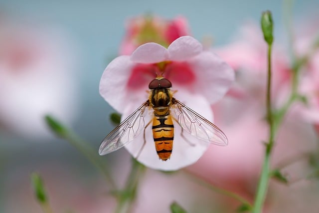 insect-640x480-93223368.jpeg