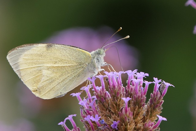 insect-640x480-96936169.jpeg