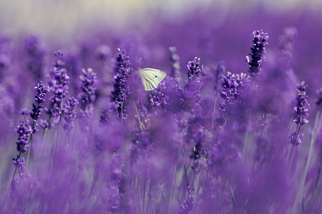insect-640x480-97378514.jpeg
