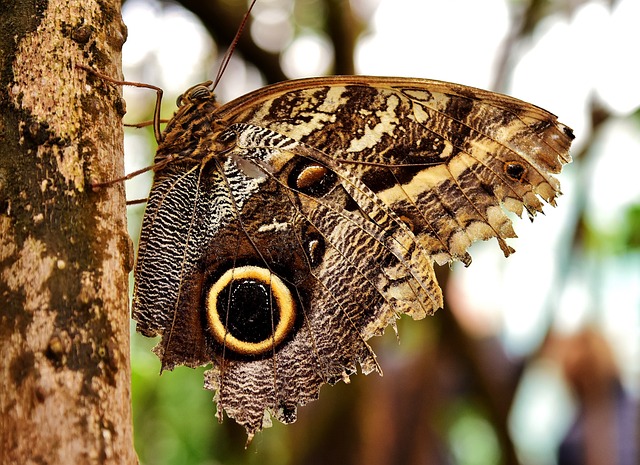 insect-640x480-97988072.jpeg
