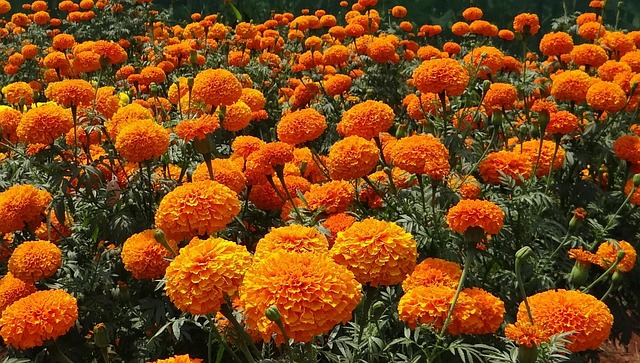 Cost-Effective Landscaping: Expert Design Tips for Your Yard on a Budget