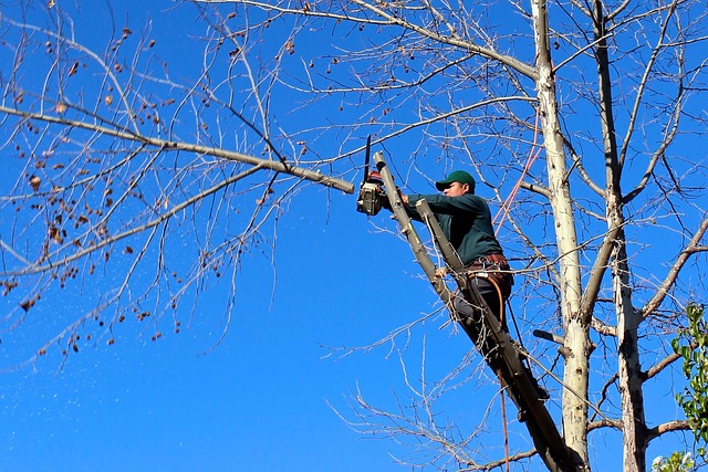 landscaping-640x480-3042465.jpeg