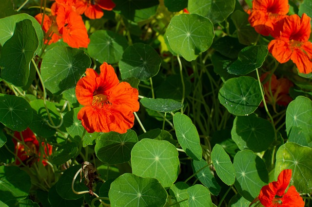 landscaping-640x480-40294371.jpeg