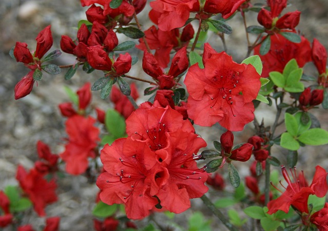 landscaping-640x480-4134126.jpeg