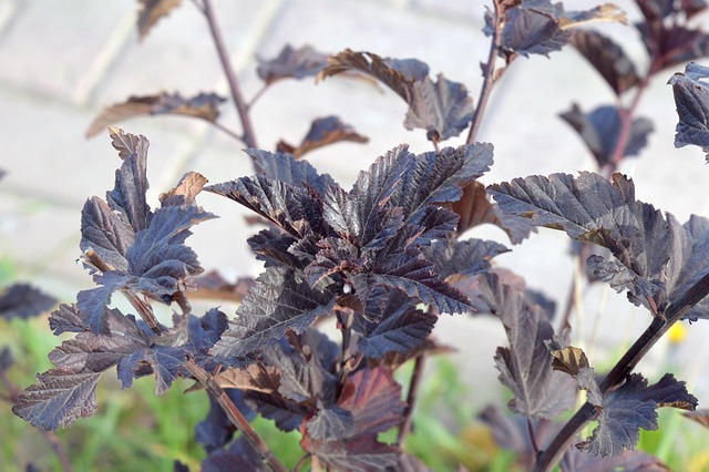 landscaping-640x480-42252141.jpeg