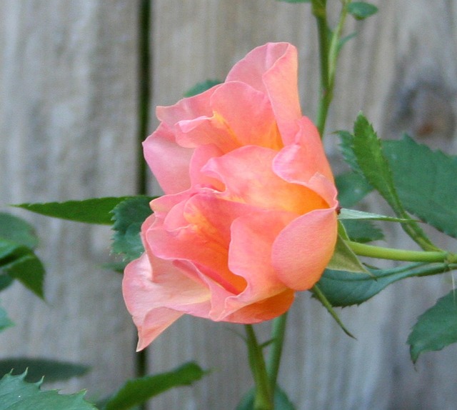 landscaping-640x480-49302966.jpeg