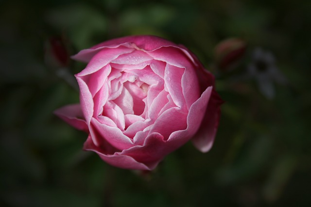 landscaping-640x480-56273720.jpeg
