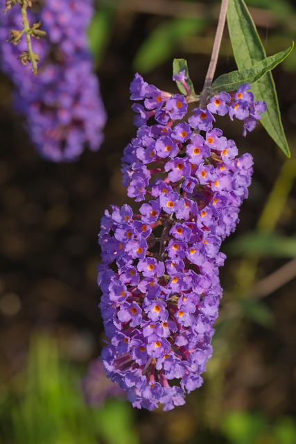 landscaping-640x480-57829651.jpeg