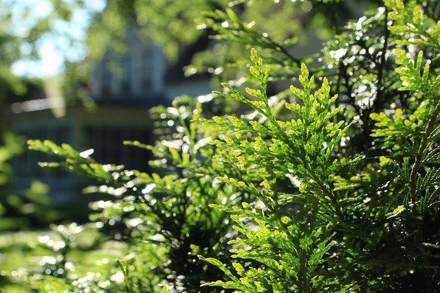 landscaping-backyard-garden-640x480-23905141.jpeg