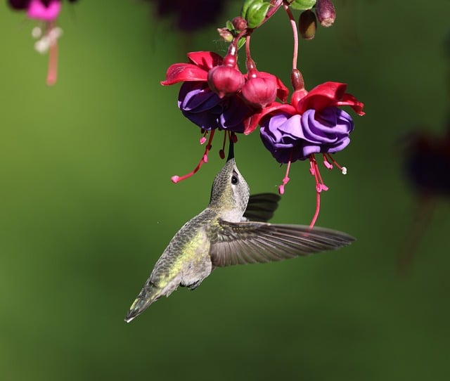 Transform Your Backyard: Creative Landscaping Design Tips