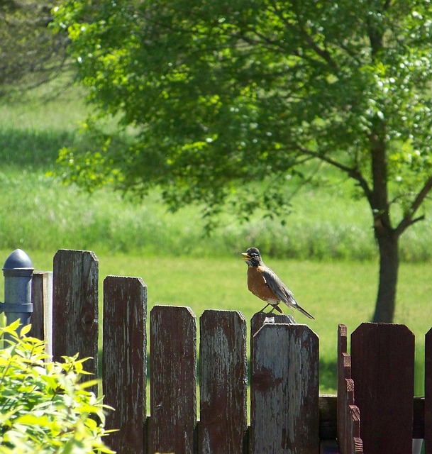 landscaping-backyard-garden-640x480-44378664.jpeg