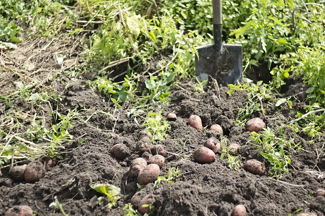 landscaping-backyard-garden-640x480-46649555.jpeg