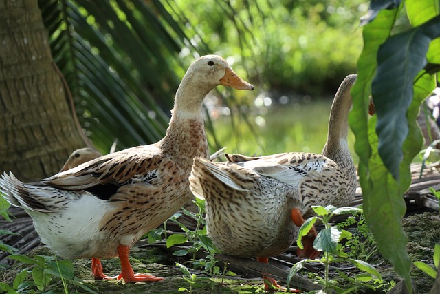 Year-Round Guidance: Awakening Your Backyard’s Beauty