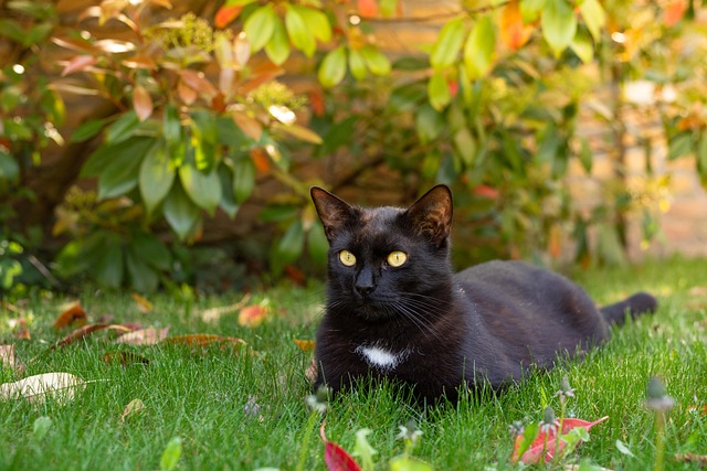 Transform Your Backyard: Eco-Friendly Upgrades for Stunning Outdoor Spaces