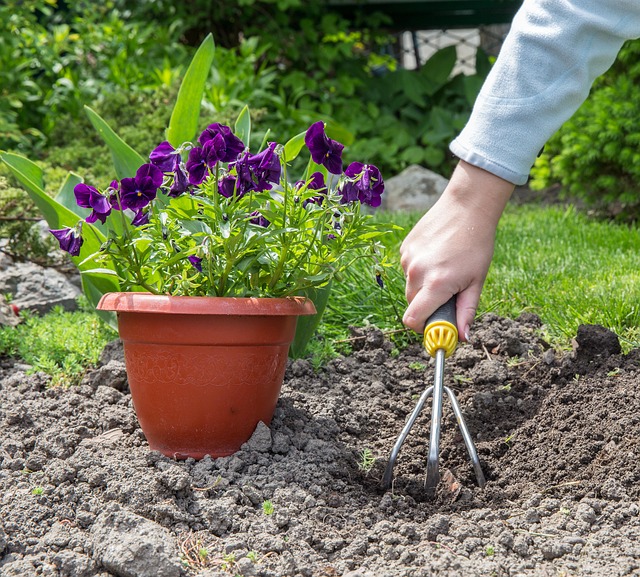 Elevate Backyard Curb Appeal with Strategic Focal Points & Modern Decor