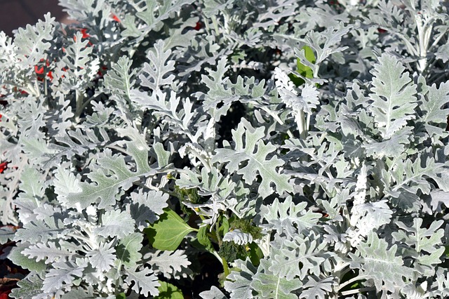 landscaping, garden