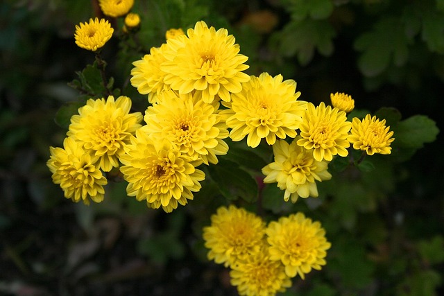 Natural, Non-Toxic Ground Covers for Safe Pet Play Areas