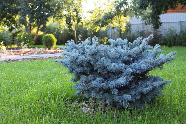 Designing Low-Maintenance Pet-Friendly Yard Spaces