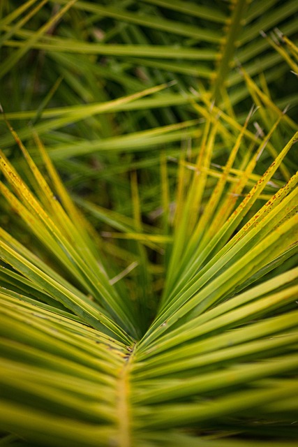 Pet-Friendly Landscaping Solutions: Creating Safe, Engaging Outdoor Spaces