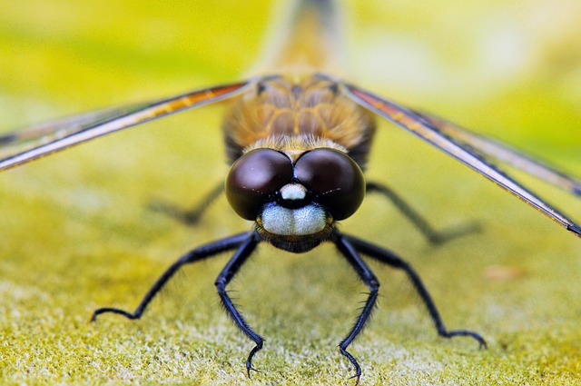lanternflies-insect-640x480-18653178.jpeg