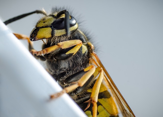 Safely Eradicate Spotted Lanternflies: Expert Tips for Eco-Friendly Control