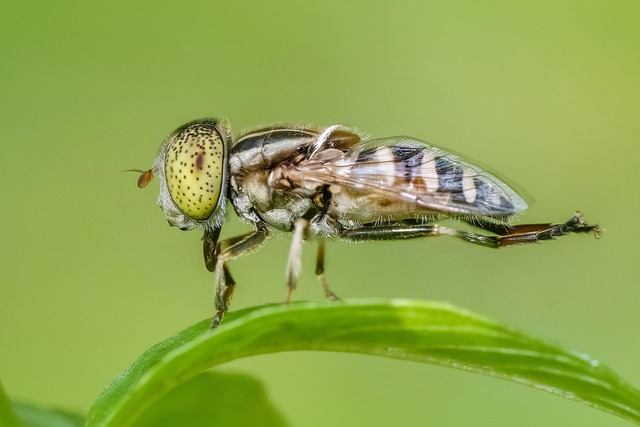 lanternflies-insect-640x480-27571747.jpeg