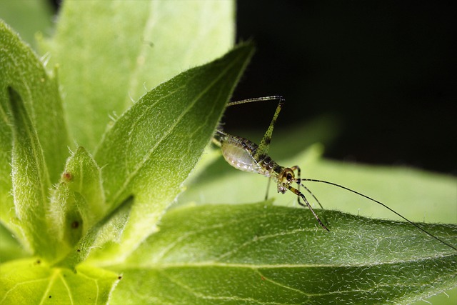 lanternflies-insect-640x480-37274440.jpeg