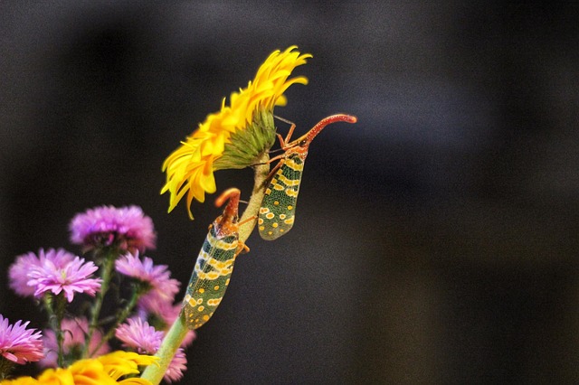 lanternflies-insect-640x480-58009263.jpeg