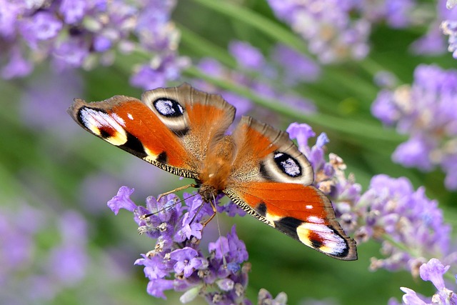 lanternflies-insect-640x480-70672263.jpeg