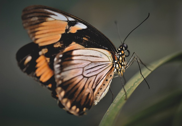 Revolutionizing Pest Control: Innovative Tools for Spotted Lanternfly Management