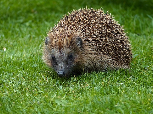 lawn