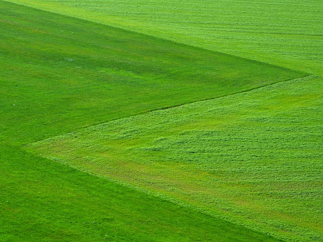 lawn
