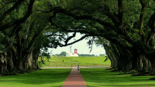 lawn-640x480-22771808.jpeg