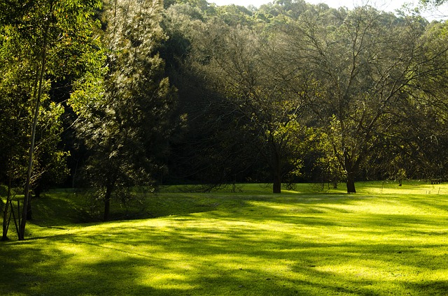 lawn