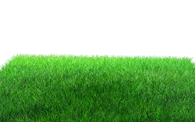 lawn