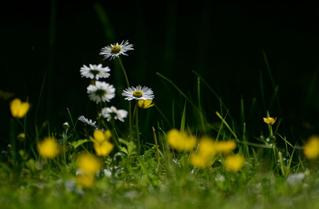 Affordable Lawn Maintenance: Cost-Effective Solutions for a Healthy Yard