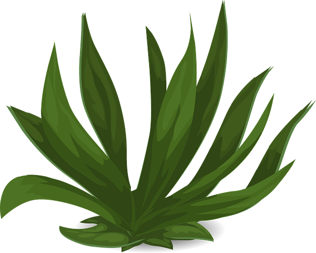 lawn